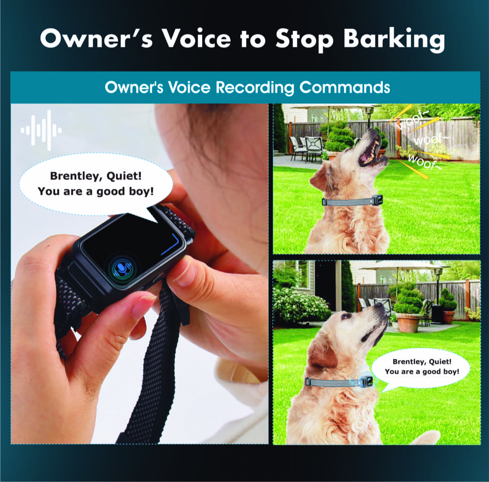 training collar na may voice recording at smart electric collars